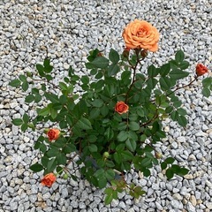鉢植えのミニバラ②