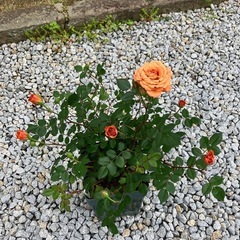 鉢植えのミニバラ②の画像