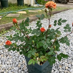 鉢植えのミニバラ②の画像