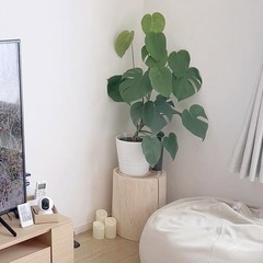 丸太とモンステラ