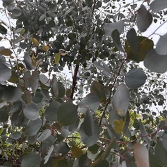 ユーカリポポラス　剪定枝