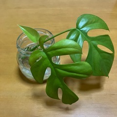ヒメモンステラ  観葉植物 