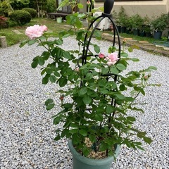 鉢植えのバラ①の画像