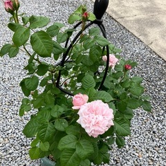 鉢植えのバラ①の画像