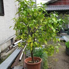 グレープフルーツの鉢植え差し上げます。の画像