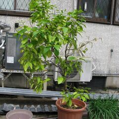 グレープフルーツの鉢植え差し上げます。の画像