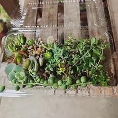 多肉植物の画像