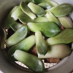 多肉植物の画像