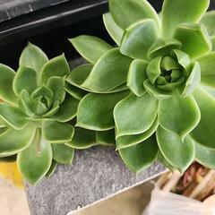 多肉植物の画像