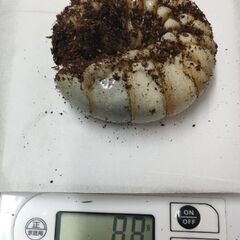エレファスゾウカブト　3令後期幼虫♂オス単品1匹の画像
