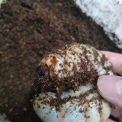 エレファスゾウカブト　3令後期幼虫♂オス単品1匹の画像