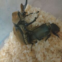 エレファスゾウカブト　3令後期幼虫♂オス単品1匹の画像