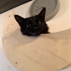 穏やかでのんびり屋さんのくーちゃん🐈‍⬛4.5カ月くらい。…