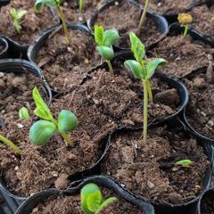 【お話し中】家庭菜園用　野菜の苗各種　ズッキーニほか