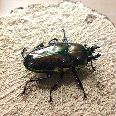 【成虫】【使用済】ニジイロクワガタ（♀単）