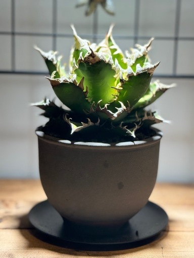 【鉢付】アガベ　チタノタ　レッドキャットウィーズル　ゴリ猫