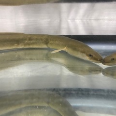 ペット用うなぎ(約30㎝)の画像