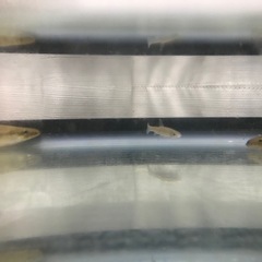 ペット用うなぎ(約30㎝)の画像