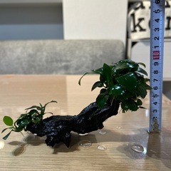 アヌビアスナナ&流木の画像