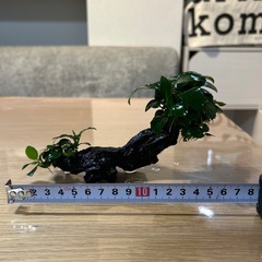 アヌビアスナナ&流木の画像