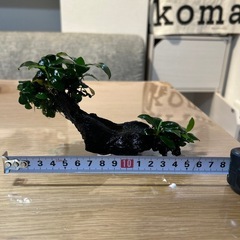 アヌビアスナナ&流木