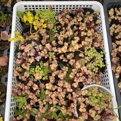 多肉植物🪴の画像
