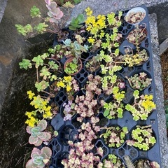 多肉植物🪴の画像