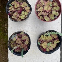 多肉植物🪴