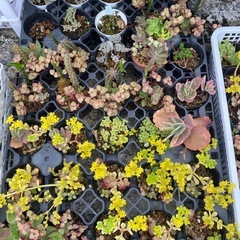 多肉植物🪴の画像