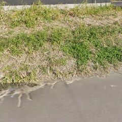 駐車場の雑草で困ってます