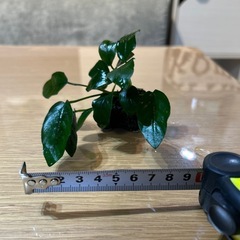 アヌビアスナナ&石