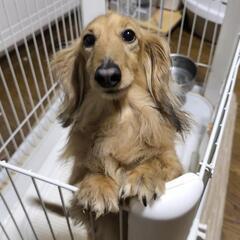 ミニチュアダックス♂　5歳