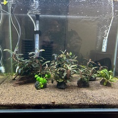 水草　ブセファランドラ　クダカン他