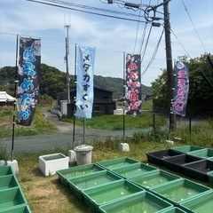 めだか掬い