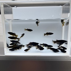 メダカ❗️②黒天幻龍選別漏れ❗️画像全部！の画像