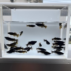 メダカ❗️②黒天幻龍選別漏れ❗️画像全部！の画像