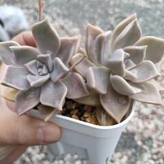 朧月