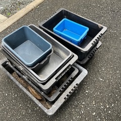 決まりました！ボックス　メダカ用の画像