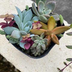 多肉植物🪴寄せ植え①の画像
