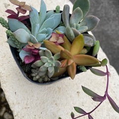 多肉植物🪴寄せ植え①