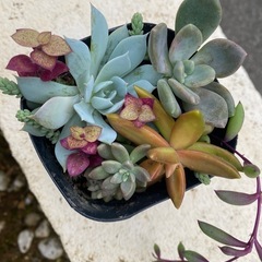 多肉植物🪴寄せ植え①の画像