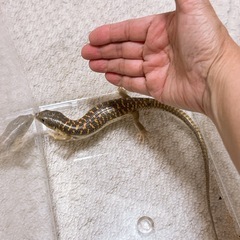 シュナイダースキンク里親様募集 - その他