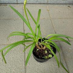 アガパンサス　苗　植物　ガーデニング