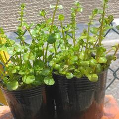 ロタラ 1ポット🌱②水草水上葉ビオトープにの画像