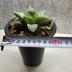 ハオルチア　ミルキーウェイの画像