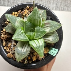 ハオルチア　ミルキーウェイの画像