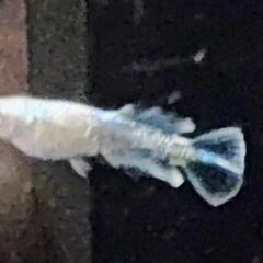 グランブルーKWF　♂サムライの画像