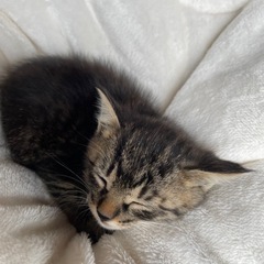 生後1ヶ月キジトラ