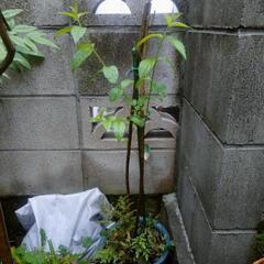 紫式部　植木鉢　植木　ガーデニング　園芸