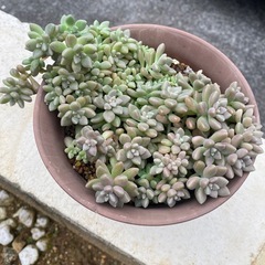 多肉植物🪴姫秋麗
の画像